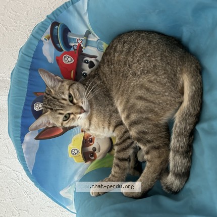Photo de chat perdu à Grenoble
