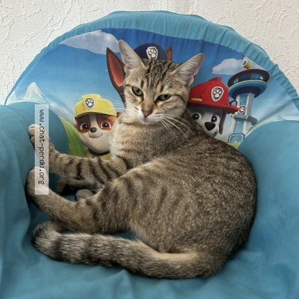 Photo 1/1 Chat retrouvé Perdu à Grenoble
