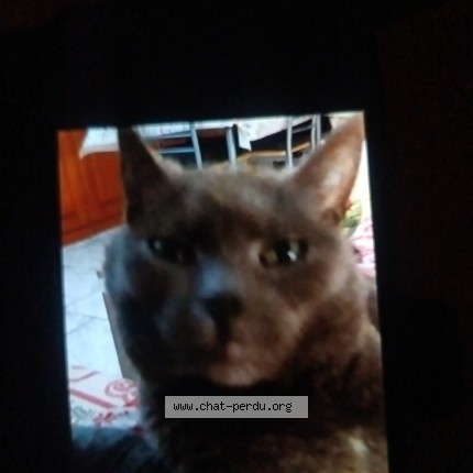 Photo de chat perdu à Plombieres Les Bains