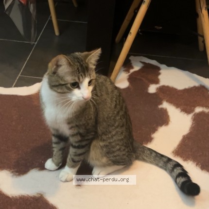 Photo 1/1 Lucky Chat perdu à Bruxelles