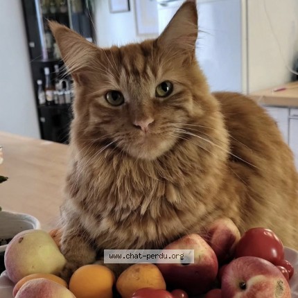 Photo de chat perdu à Rives De L Yon