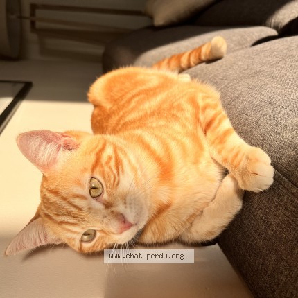 Photo de chat perdu à Gonfreville Caillot