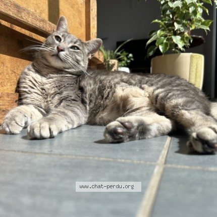 Photo de chat perdu à Guipavas