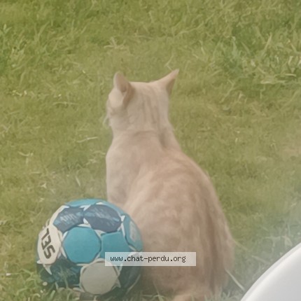 Photo de chat perdu à Nimes