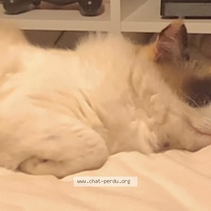 Photo de chat perdu à La Chapelle Sur Erdre