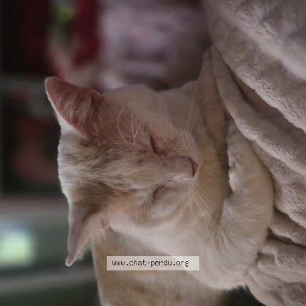 Photo de chat perdu à Rosny Sur Seine