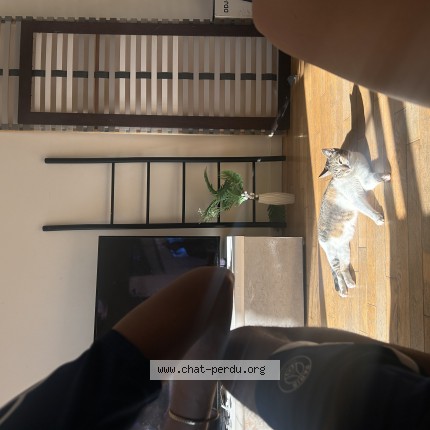 Photo de chat perdu à L Hay Les Roses