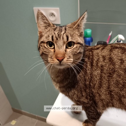 Photo de chat perdu à Rochejean