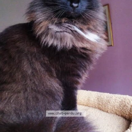 Photo de chat perdu à Laveissiere