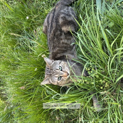 Photo de chat perdu à Villeneuve Le Roi