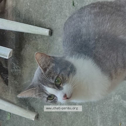 Photo de chat perdu à Besancon