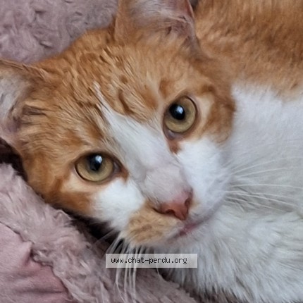 Photo de chat trouvé à Auterive