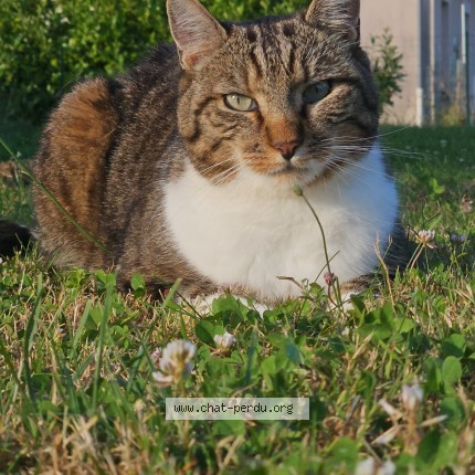 Photo 1/1 Rififi Chat perdu à Petit Mesnil