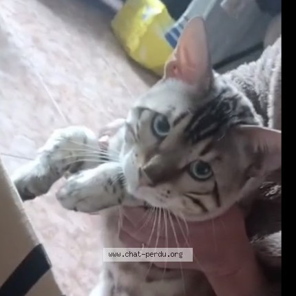 Photo de chat perdu à Trilbardou
