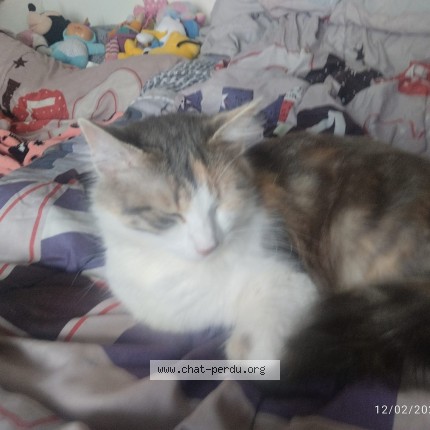 Photo de chat perdu à Nogent L Artaud