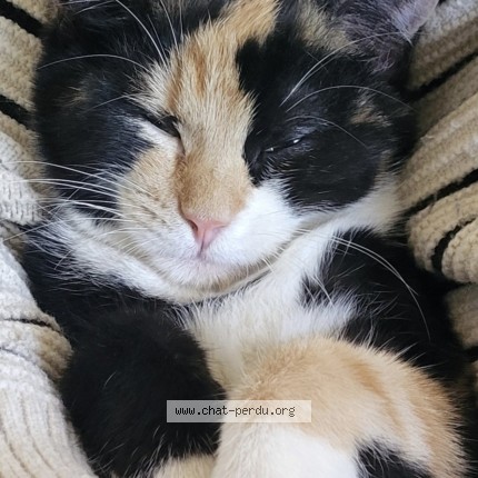 Photo 1/1 vody Chat perdu à Neuilly Plaisance