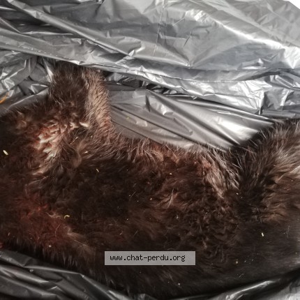 Photo de chat trouvé à La Tour De Salvagny
