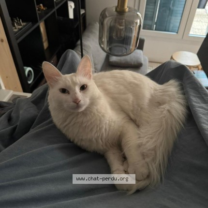 Photo de chat perdu à Bobigny
