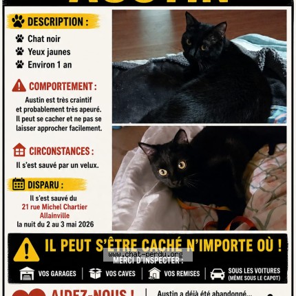 Photo 1/1 AUSTIN Chat perdu à Allainville
