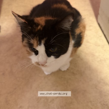 Photo de chat perdu à Tourccoing