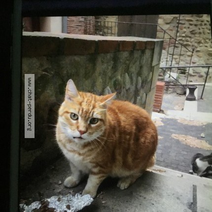 Photo 1/1 Chat trouvé Trouvé à Elne