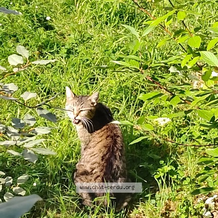 Photo 1/1 Chat trouvé Trouvé à Sarcelles