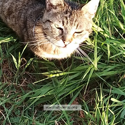 Photo 1/4 Chat trouvé Trouvé à Sarcelles