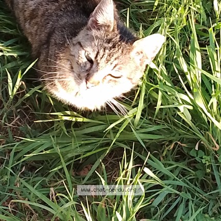 Photo 4/4 Chat trouvé Trouvé à Sarcelles