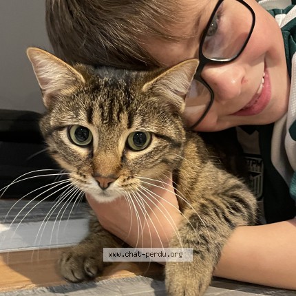 Photo de chat perdu à Juziers