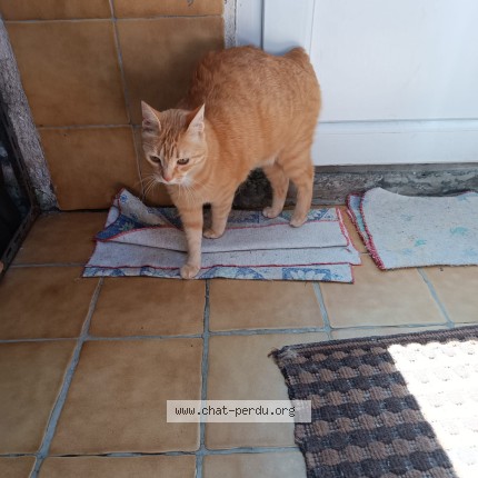 Photo 1/1 Ki-Jah Chat perdu à Landerneau