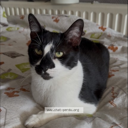 Photo de chat perdu à Lille