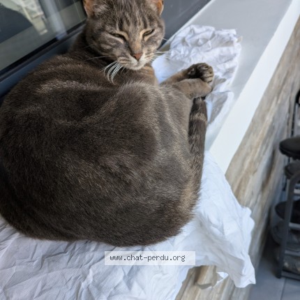 Photo 1/1 Chat trouvé Trouvé à Saint Jean De La Ruelle