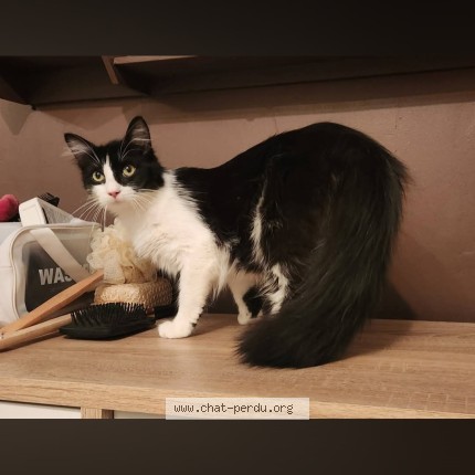 Photo de chat perdu à Bonnelles