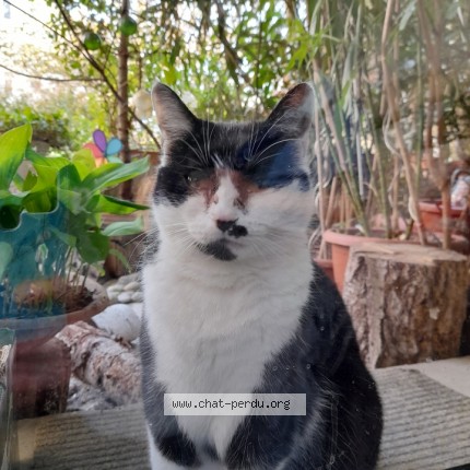Photo 1/1 Nono Chat perdu à Paris