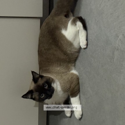 Photo 1/1 EFE Chat perdu à Tourcoing