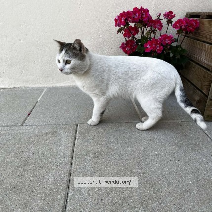 Photo 1/1 Chat trouvé Trouvé à Briec