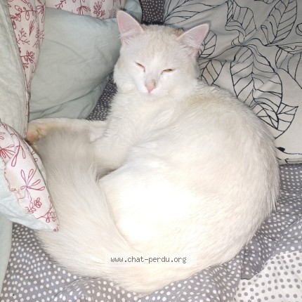 Photo 1/1 Coco Chat perdu à Paris