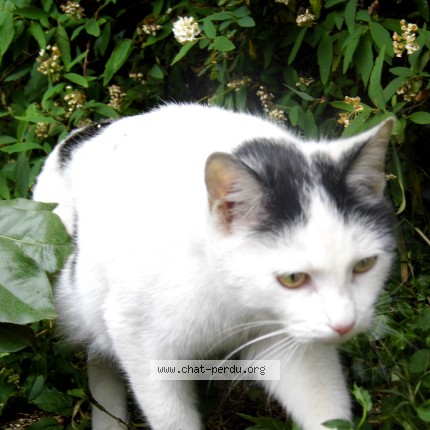 Photo 1/1 Chat trouvé Trouvé à Nevers