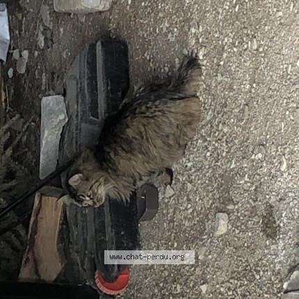 Photo 1/1 Chat trouvé Trouvé à Guipavas