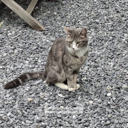 Photo 1/1 Chat trouvé Trouvé à Grez Doiceau