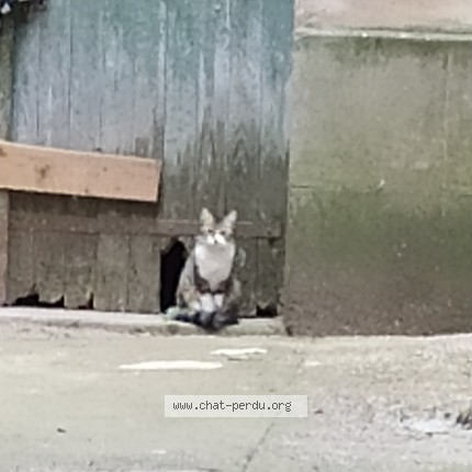 Photo 1/1 Chat trouvé Trouvé à Gaillac