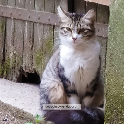 Photo 1/1 Chat trouvé Trouvé à Gaillac