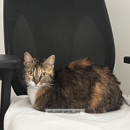 Photo de chat trouvé à Lyon