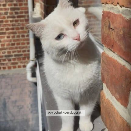 Photo 1/1 Billy Chat perdu à Berchem Saint Agathe