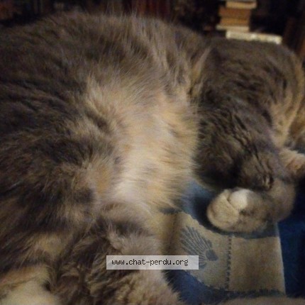 Photo 1/1 Hélios Chat perdu à Rouen