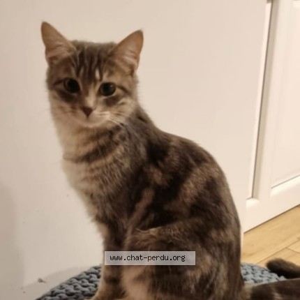 Photo 1/1 Fripouille Chat perdu à Theillay