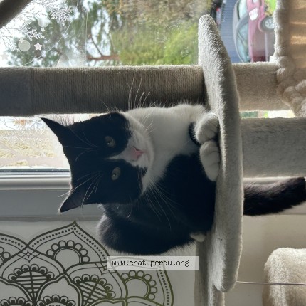 Photo de chat perdu à Thure
