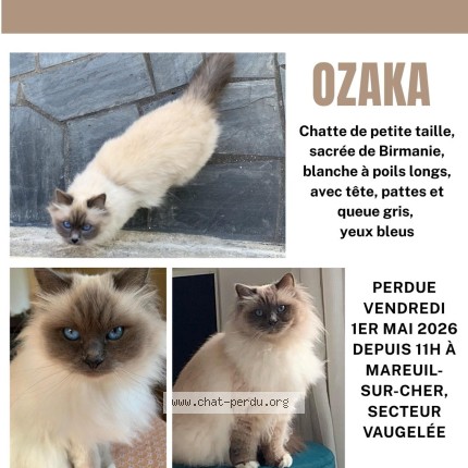 Photo 1/1 Ozaka Chat perdu à Mareuil Sur Cher