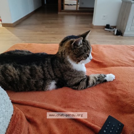Photo de chat perdu à Noyelles Sous Lens