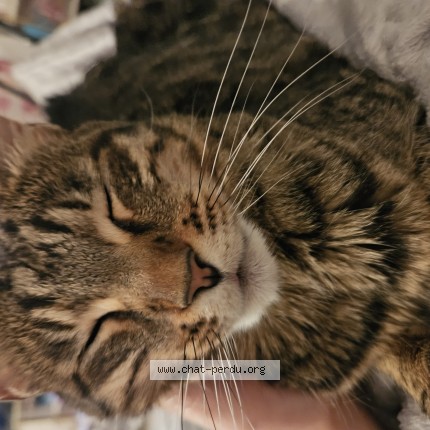 Photo de chat perdu à Ferney Voltaire